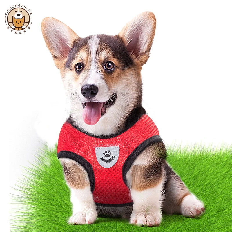 Adjustable Pet Harness with Leash – Comfortable & Secure